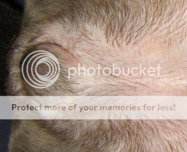 Inverted Vulva? Health / Nutrition / Grooming Dogz Online Forums